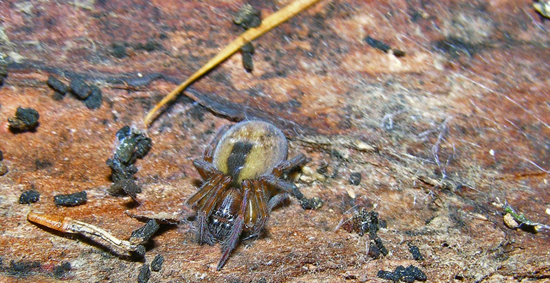 Amaurobius, Clubiona, Agelenidae (Tegenaria sp:?), Pisaura